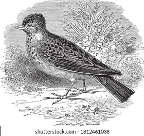 Lark bird, From the Dictionary of Word and Things, 1888.