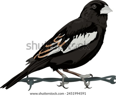 Lark Bunting Bird Sitting on Wire
