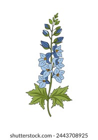 Larkspur flower colored vector line art isolated. 