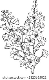 Larkspur. Flower, stem, bud and leaf in black, Floral details in contour style with ornate Delphinium, july birth flower larkspur drawing. 
