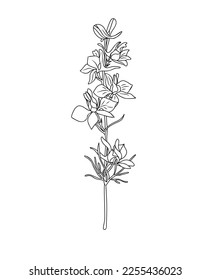 Larkspur July birth month flower linear vector illustration. Modern minimalist hand drawn design for logo, tattoo, packaging, card, wall art. Botanical Line art isolated on white background.