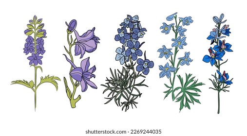 Larkspur July birth month flower colorful vector.