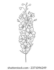 Larkspur Line Art. Delphinium outline Illustration. July Birth Month Flower. Delphinium outline isolated on white. Hand painted line art botanical illustration.