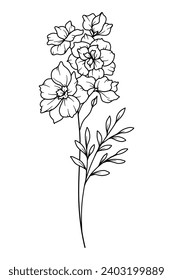 Larkspur Line Art. Delphinium outline Illustration. July Birth Month Flower. Delphinium outline isolated on white. Hand painted line art botanical illustration.