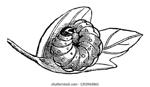 Larva Of Acronycta Aceris Taken Out Of Its Cocoon Uses Its Own Hair To Fortify The Cocoon Vintage Line Drawing Or Engraving Illustration.