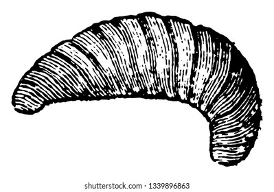 Larva of the Bee in which food is made to acquire a more decided taste of honey vintage line drawing or engraving illustration.