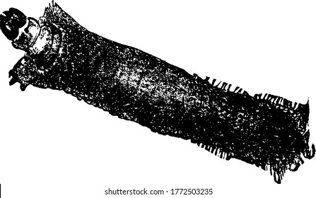 La larva en el caso de la Moth de la Ropa, especie Tinea pellionella, que es de color moteado oscuro cubierto de pelo , dibujo de línea vintage o ilustración de grabado.