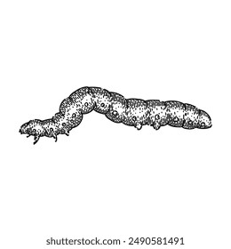 larva caterpillar hand drawn. butterfly bug, cocoon insect, nature animal larva caterpillar vector sketch. isolated black illustration