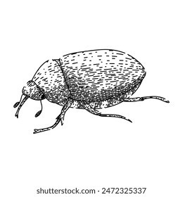 larva chafer hand drawn. soil grub, lawn silhouette, garden summer larva chafer vector sketch. isolated black illustration