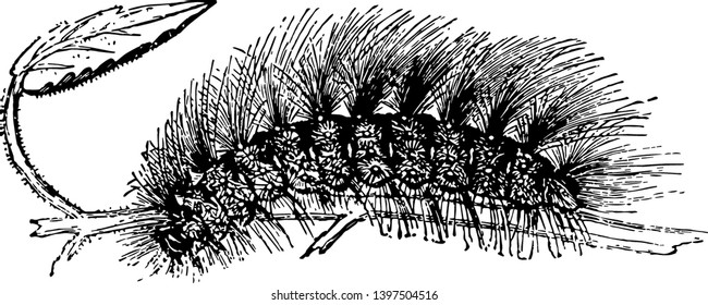 Larva of Chelonia Caja is covered with long vintage line drawing or engraving illustration.