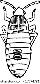 Larva of the Chinch-bug of Blissus leucopterus species., vintage line drawing or engraving illustration.