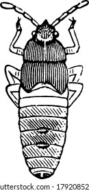 Larva of the Chinch-bug of Blissus leucopterus species., vintage line drawing or engraving illustration.