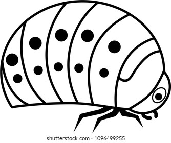 Larva of colorado potato beetle on white background