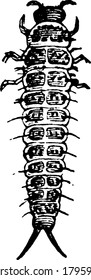 The larva of Erotylus boisduvali, a fungus beetle, vintage line drawing or engraving illustration.