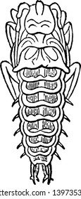 Larva of Mormolyce Phyllodes contains carnivorous beetles of very small size vintage line drawing or engraving illustration.