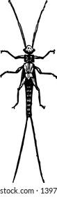 Larva of Nemoura which undergo incomplete metamorphoses vintage line drawing or engraving illustration.