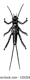 Larva of Perla Bicaudata which undergo incomplete metamorphoses vintage line drawing or engraving illustration.