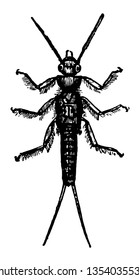 Larva de Perla Marginata que es un insecto entre la línea vintage de Neuroptera o ilustración de grabado.