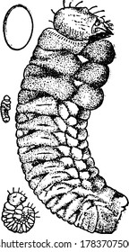 A larva of the Pine Battle with mottled markings on their segmented body, generally, the work of these beetles has made pine lumber expensive, vintage line drawing or engraving illustration.
