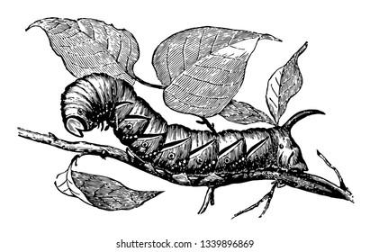 Larva von Privet Hawk Moth ähnelt am ehesten dem Sphinx von Fable Vintage Linie Zeichnung oder Gravitation Illustration.
