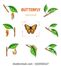 Larva transformation into butterfly insect life cycle vector biology and nature evolution caterpillar stage and cocoon eggs and larva flying bug with bright wings branch with leaf monarch species