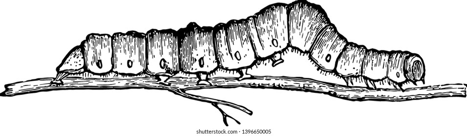 Larvae Catocala Fraxini Which Among Caterpillars Stock Vector (Royalty ...