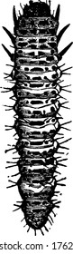 Larvae of grape flea beetle with hairy body, vintage line drawing or engraving illustration.