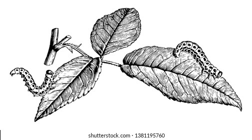 Larvas de la mosca de la rosa que se alimenta como larvas en ramas de rosa o en hojas, dibujo vintage o ilustración de grabado.