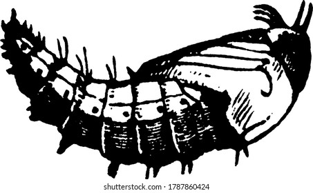 The larval stage of an Asilid fly, Erax bastardi species, in an upside-down position, vintage line drawing or engraving illustration.