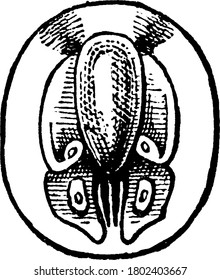 The larval stage of the fly, Systaechus oreas species, with eye-like spots on its body, vintage line drawing or engraving illustration.