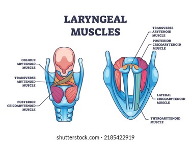 Laryngeal muscles anatomy with medical muscular structure outline diagram. Labeled educational scheme with voice box detailed muscle system vector illustration. Oblique and transverse arytenoid