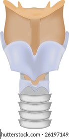 Larynx