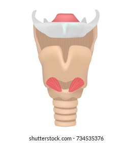 Larynx