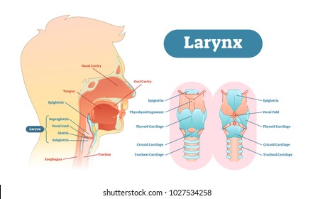 Larynx Chart