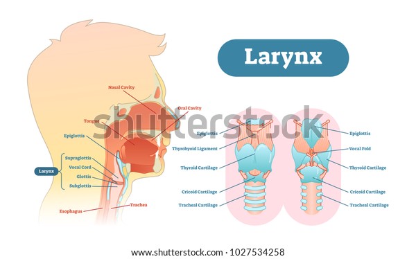 Larynx\
anatomical vector illustration diagram, educational medical scheme\
with nasal cavity, larynx, trachea and\
esophagus.