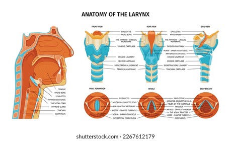 Larynx anatomy composition with anatomic views from various sides with colored parts and editable text captions vector illustration