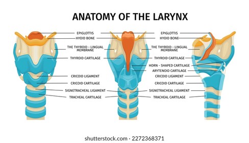 Larynx anatomy composition with three isolated profile views of trachea with text captions and colored images vector illustration