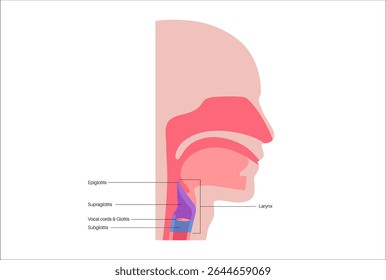 Larynx anatomy in sagittal view. Vocal cords, epiglottis, thyroid cartilage, cricoid cartilage. Trachea and surrounding tissues. Medical vector for understanding voice production and airway protection