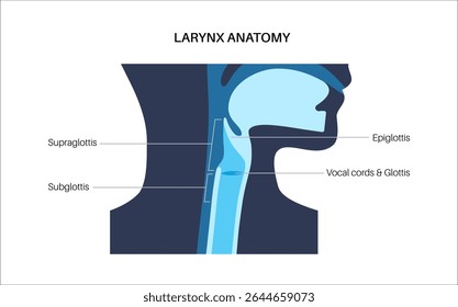 Larynx anatomy in sagittal view. Vocal cords, epiglottis, thyroid cartilage, cricoid cartilage. Trachea and surrounding tissues. Medical vector for understanding voice production and airway protection
