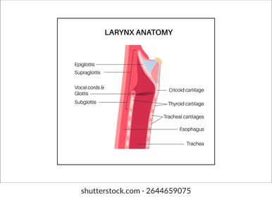 Larynx anatomy in sagittal view. Vocal cords, epiglottis, thyroid cartilage, cricoid cartilage. Trachea and surrounding tissues. Medical vector for understanding voice production and airway protection