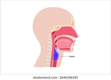 Anatomia da laringe na visão sagital. Cordas vocais, epiglote, cartilagem tireoide, cartilagem cricoide. Traqueia e tecidos circundantes. Vetor médico para entender a produção de voz e a proteção das vias respiratórias