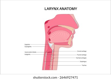 Larynx anatomy in sagittal view. Vocal cords, epiglottis, thyroid cartilage, cricoid cartilage. Trachea and surrounding tissues. Medical vector for understanding voice production and airway protection