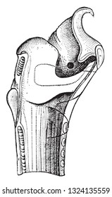 Larynx of the ass (vertical section), vintage engraved illustration. From Zoology Elements from Paul Gervais.