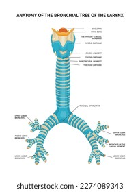 Larynx bronchial tree anatomy composition with scientific view of bronchus with text captions on blank background vector illustration