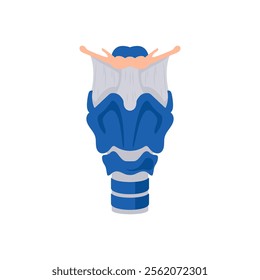 Larynx, Human Body Part Illustration