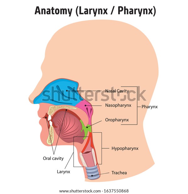 Larynx and internal\
pharynx anatomy human head, Legend. Ideal for training materials\
and medical education