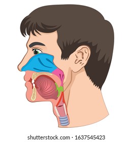 Larynx and pharynx anatomy human head anatomy illustration. Ideal for training materials and medical education