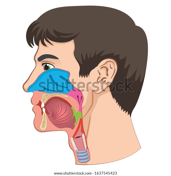 Larynx and\
pharynx anatomy human head anatomy illustration. Ideal for training\
materials and medical\
education
