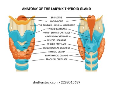 Larynx thyroid trachea anatomy composition with text captions pointing to glands ligaments bones on educational image vector illustration