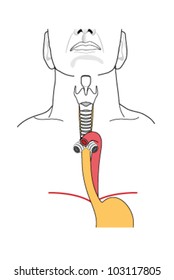 The larynx and trachea